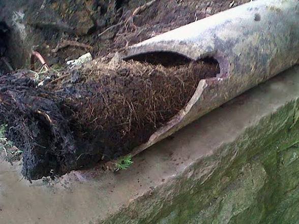 Tree root infiltration pipe damage — Humble Roots Plumbing